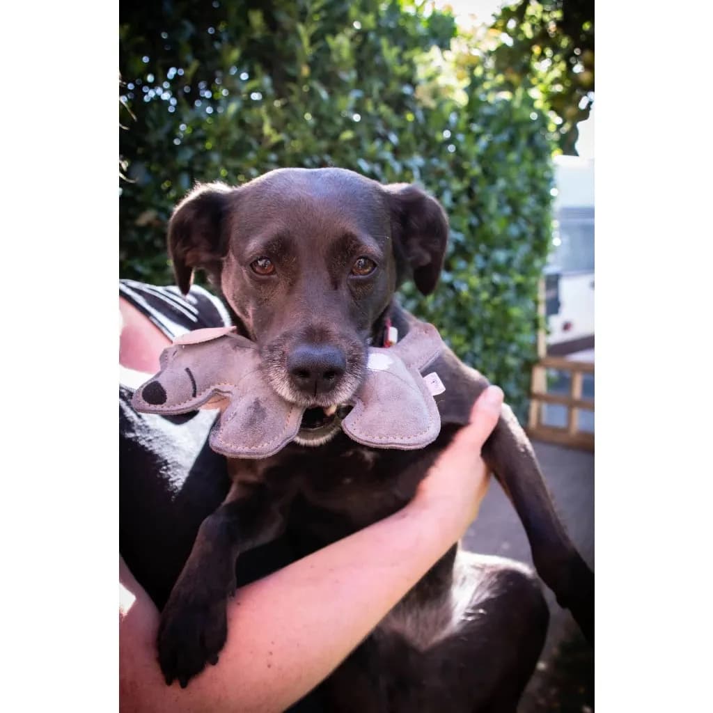 Doggy Doddles Hundespielzeug aus Echtleder