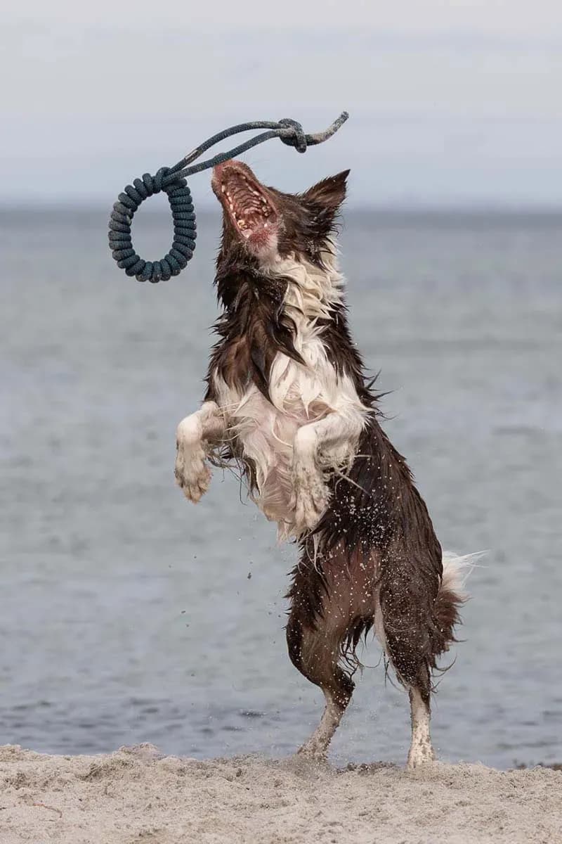 treusinn. Tau-Spielzeug LOOPY Petrol