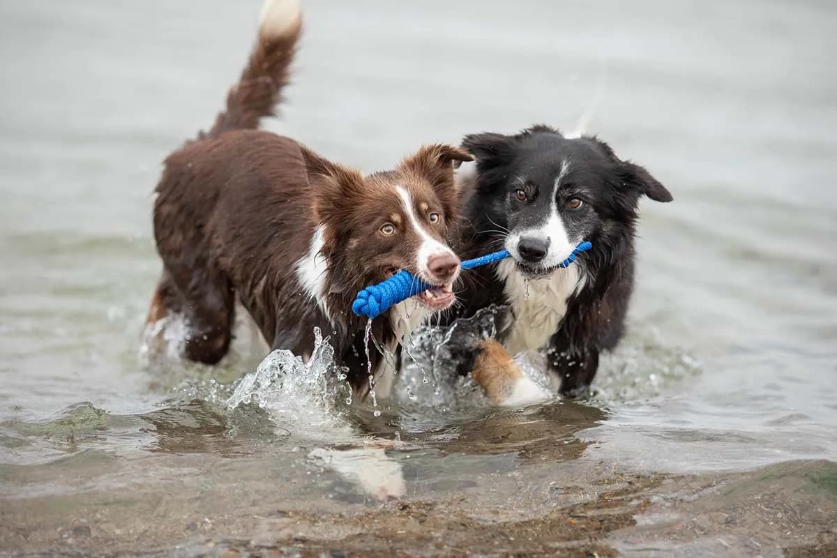 treusinn. Tau-Spielzeug SPIELY für Hunde – Robustes Design