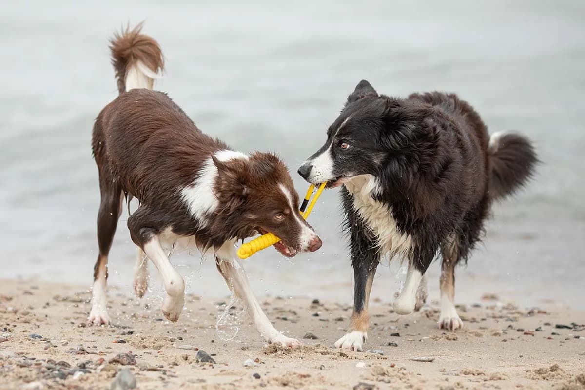 treusinn. Tau-Spielzeug SPIELY für Hunde – Robustes Design
