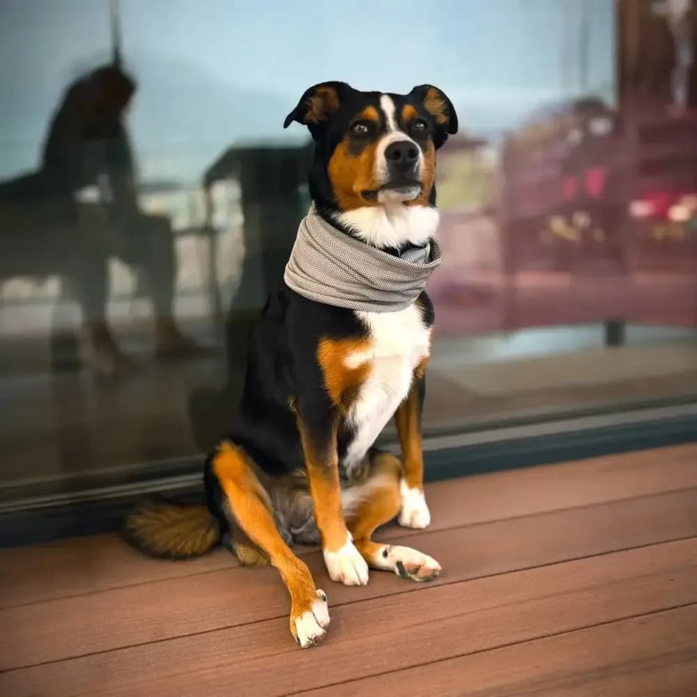 WOLTERS watchout Kühlschal für Hunde